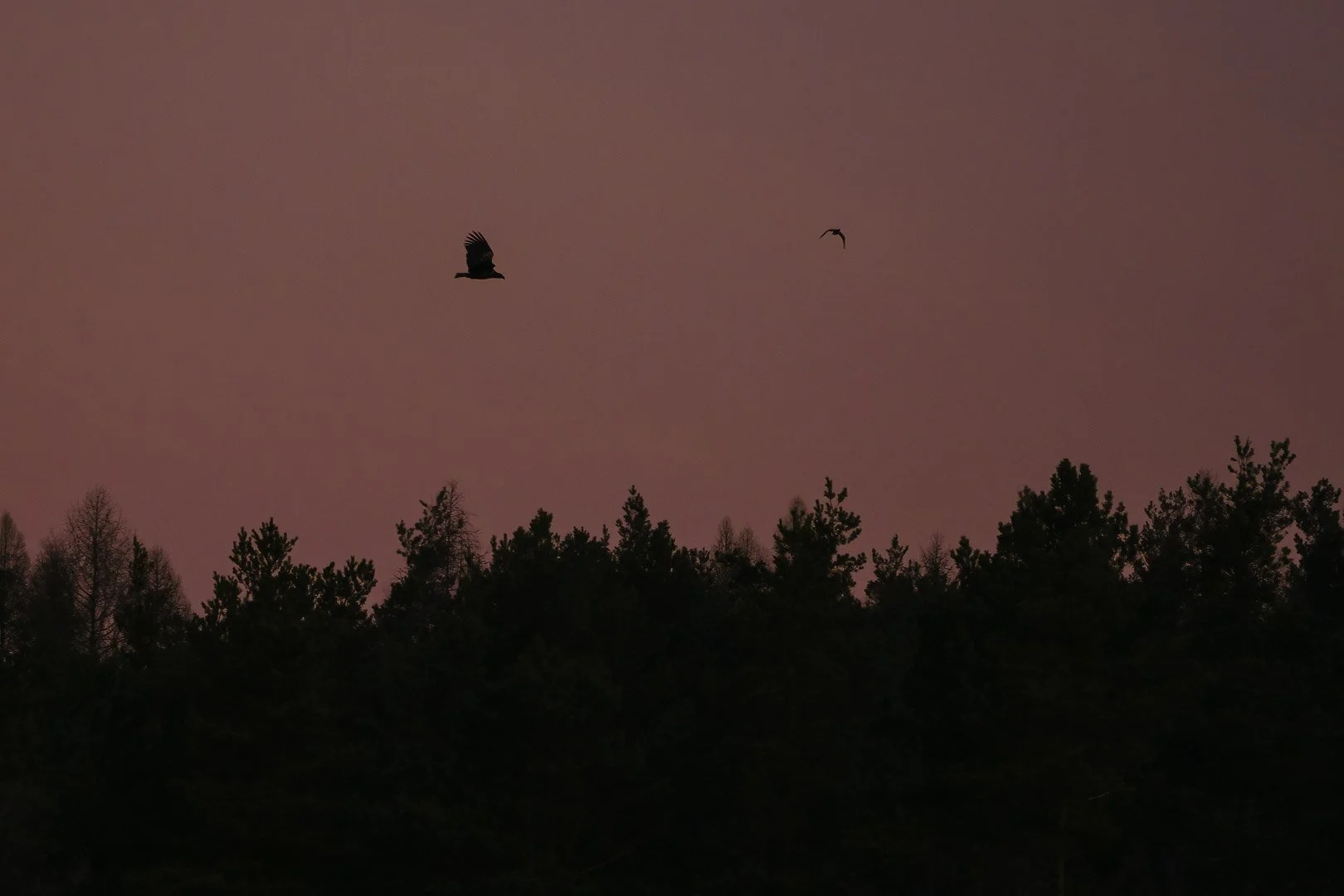 White-tailed eagle at dawn over the forest in Upper Palatinate, Bavaria