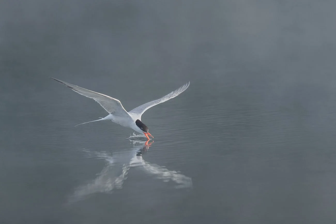 A tern in flight skims the water with its beak, reflected in calm, misty waters