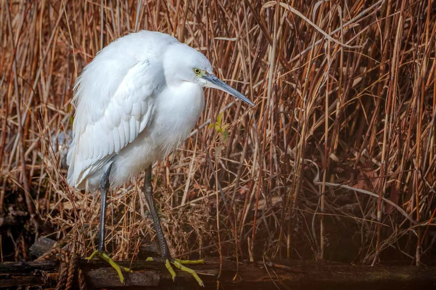 Little egret standing among dry reeds with fluffed feathers and head tilted to the side.