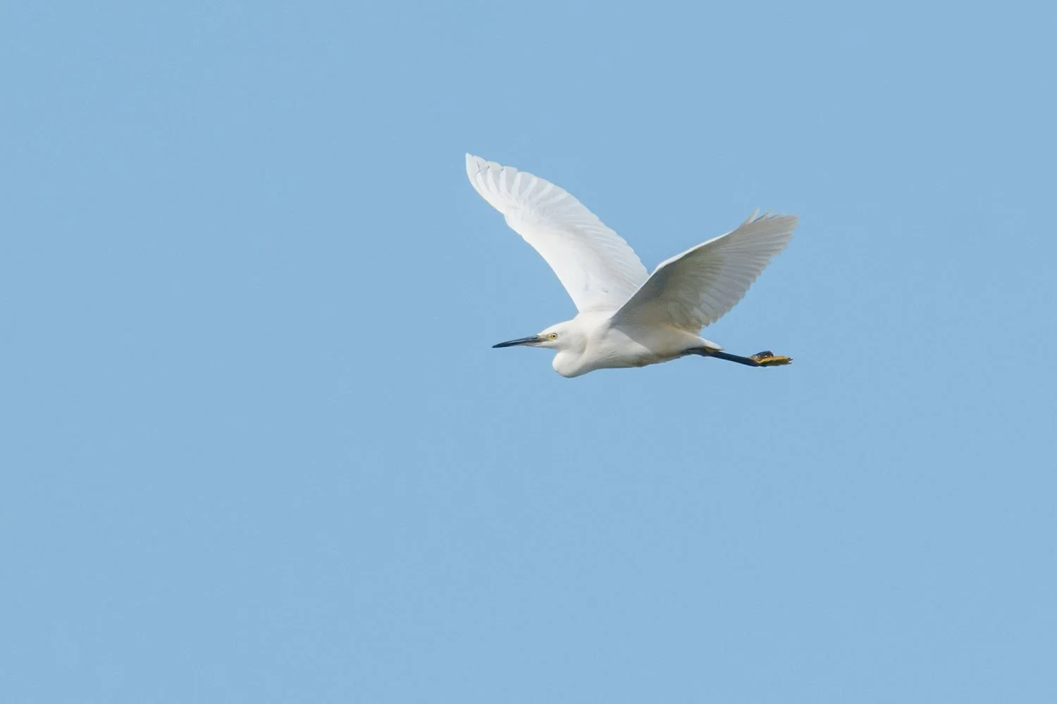 Little egret perched on a branch, lit by a shaft of light against dark dense foliage.