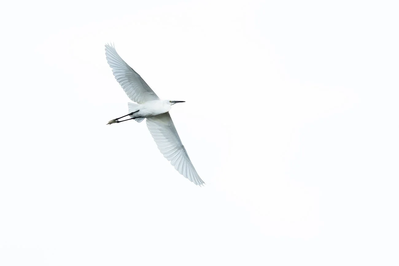 Seidenreiher fliegt vor blauem Himmel mit ausgestreckten Beinen und gelben Füßen.
