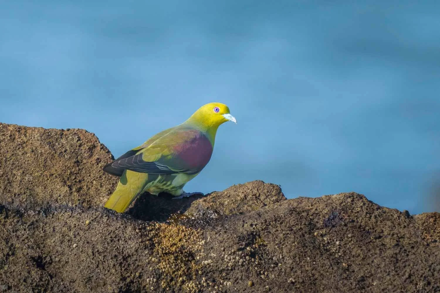 Siebold's Green Pigeon (Treron sieboldii) male - Picture taken in Japan
