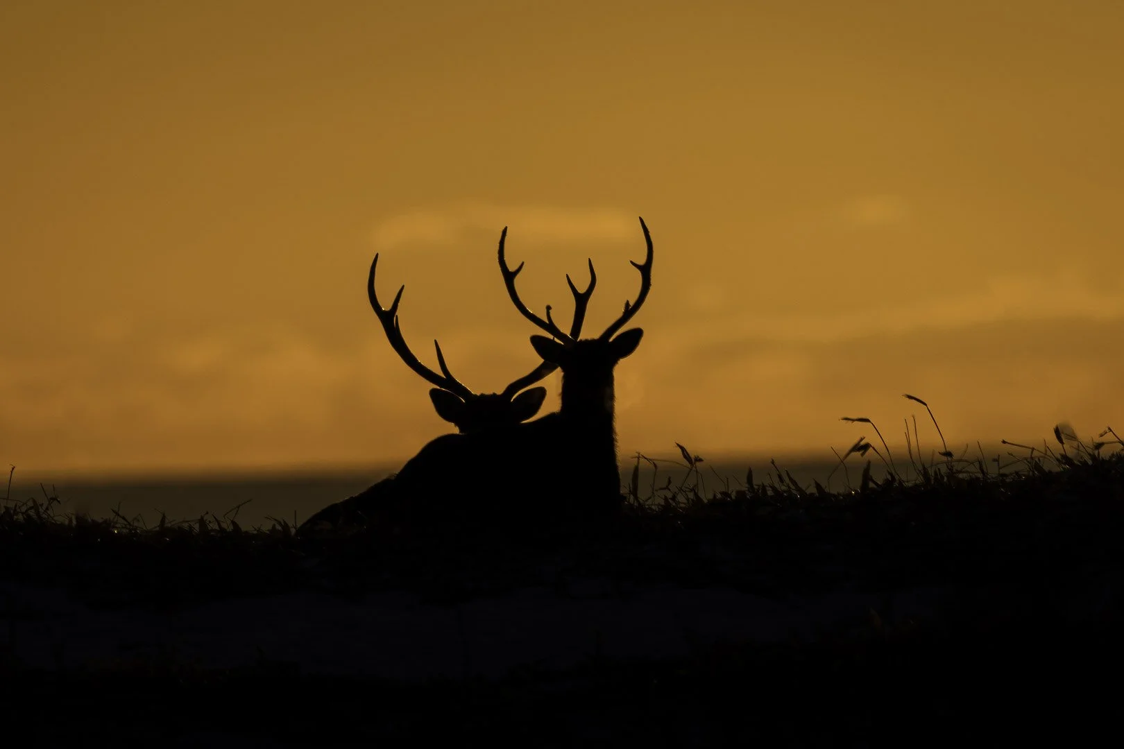 Deux cerfs sika à bois au repos, en silhouette devant un ciel du soir orangé, à Hokkaido.