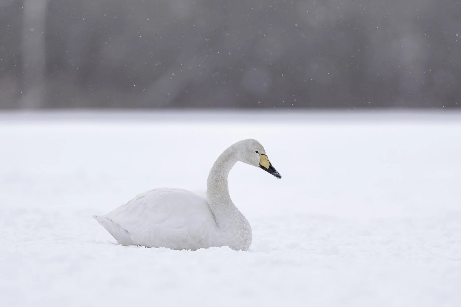 Whooper swan resting in falling snow against a blurred dark forest backdrop.
