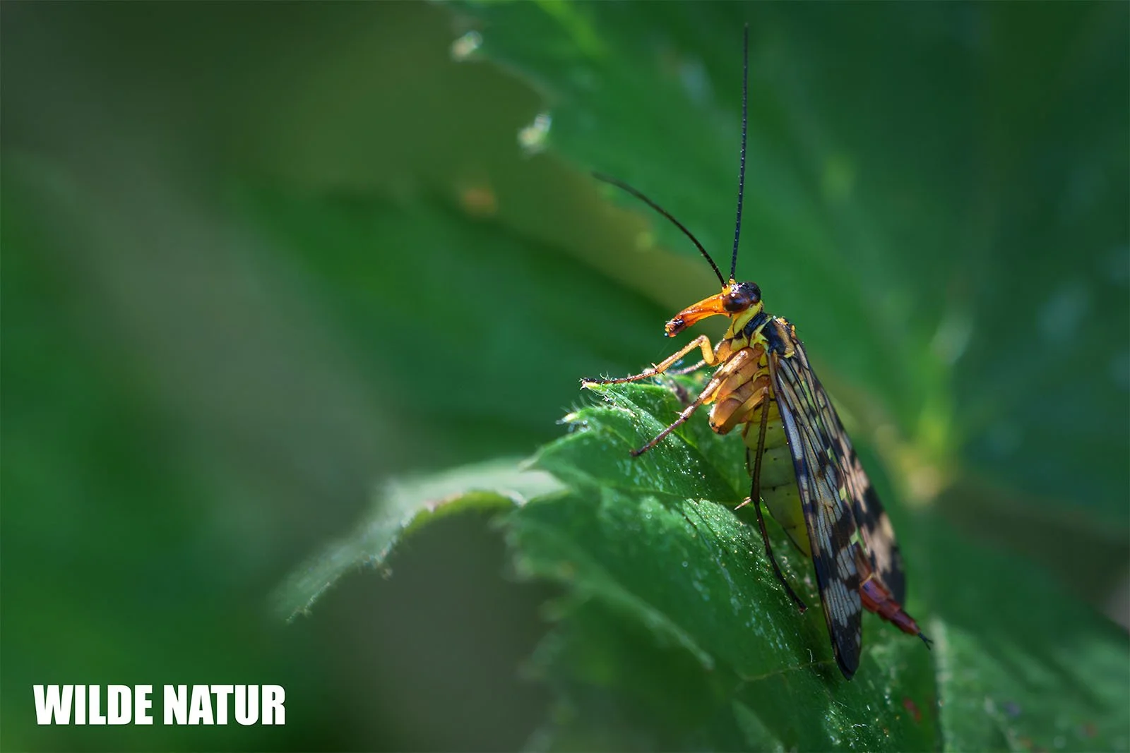 Mosca scorpione con le ali screziate posata su una foglia verde.