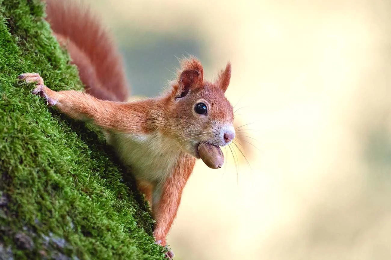Eurasian red squirrel with a hazelnut in its mouth climbing a mossy trunk.