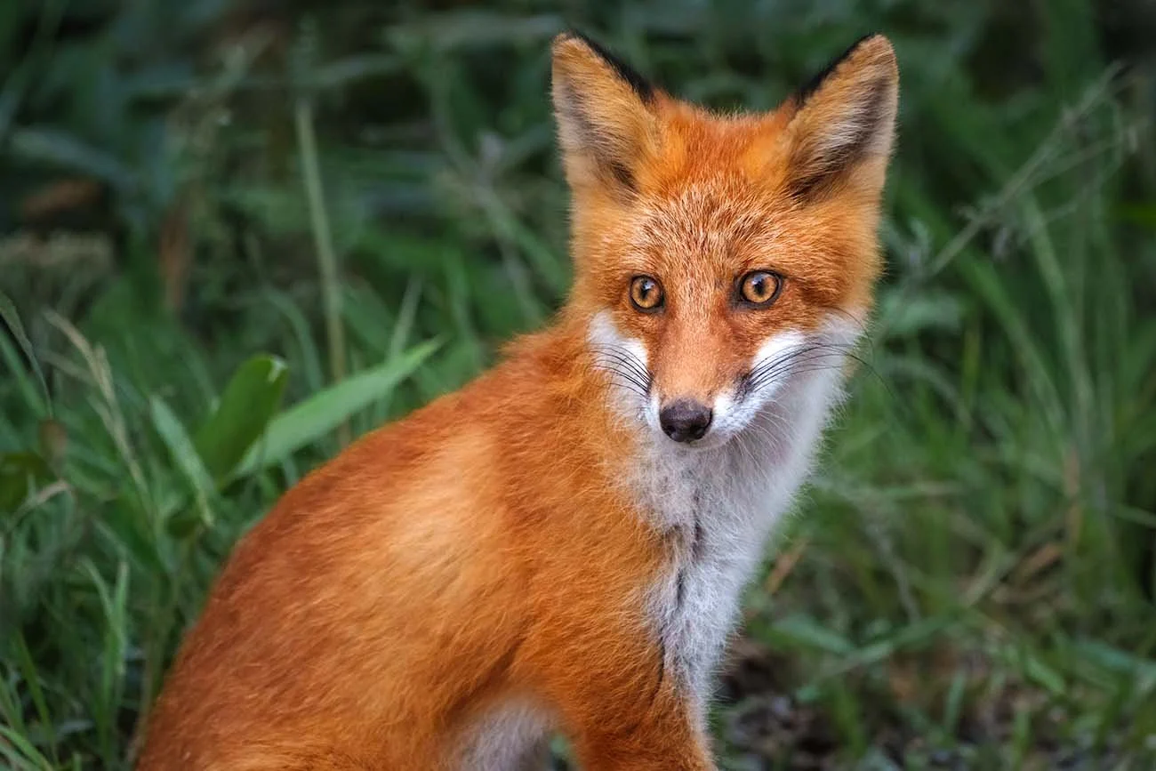 Red fox looking alertly from tall grass in evening light.