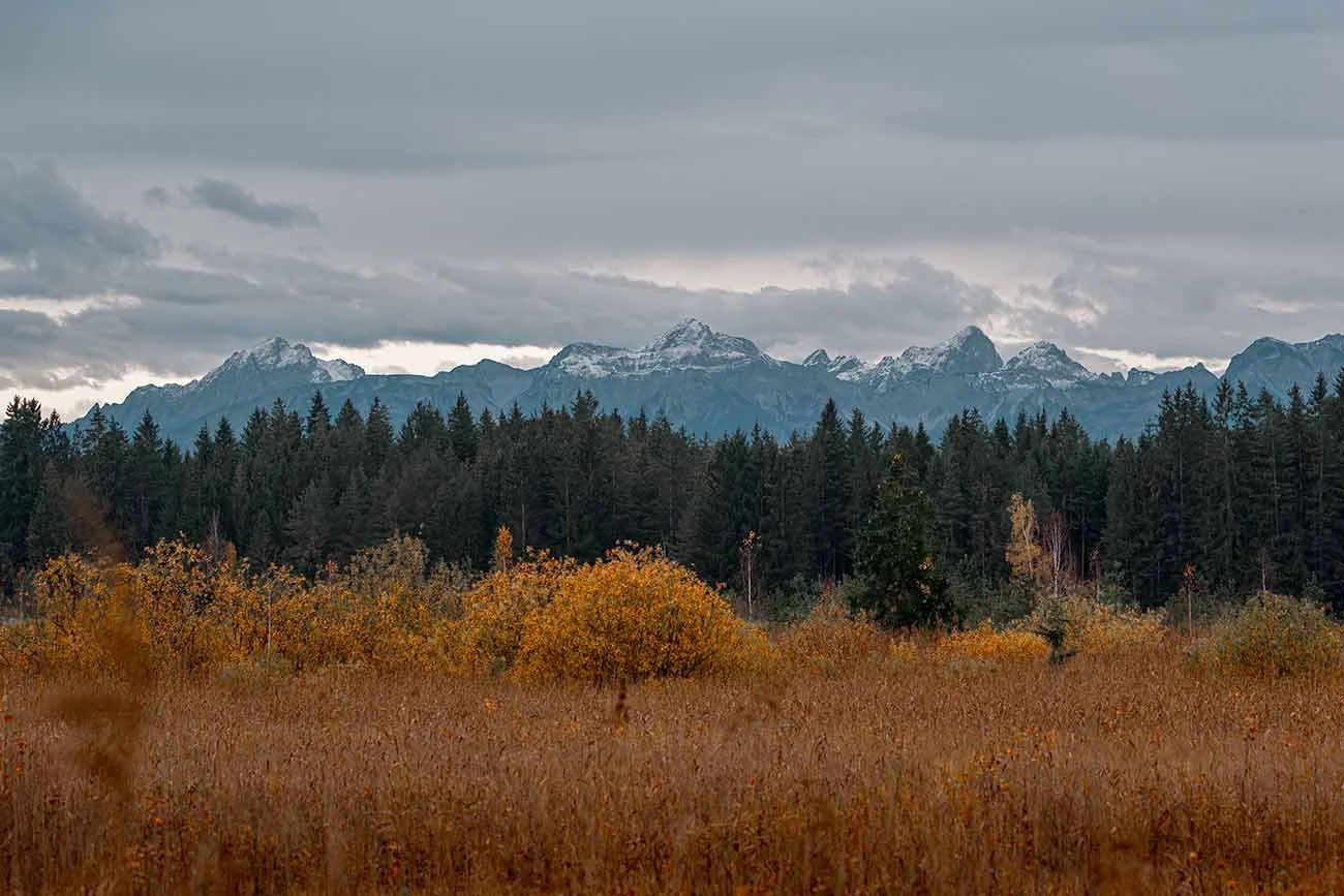 Autumn landscape with reddish shrubs in front of snow-capped mountain peaks.