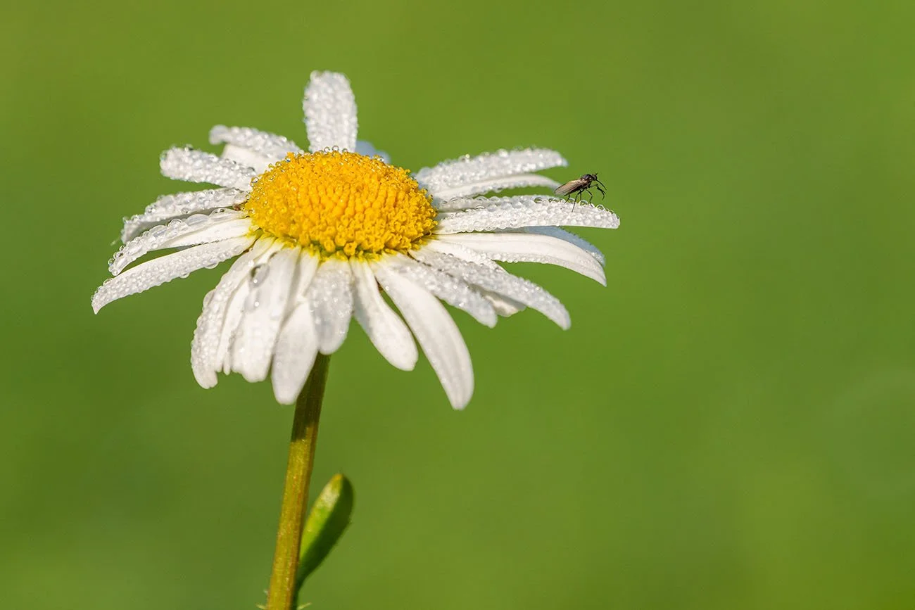 Oxeye daisy with dewdrops and a small fly resting on a petal edge.