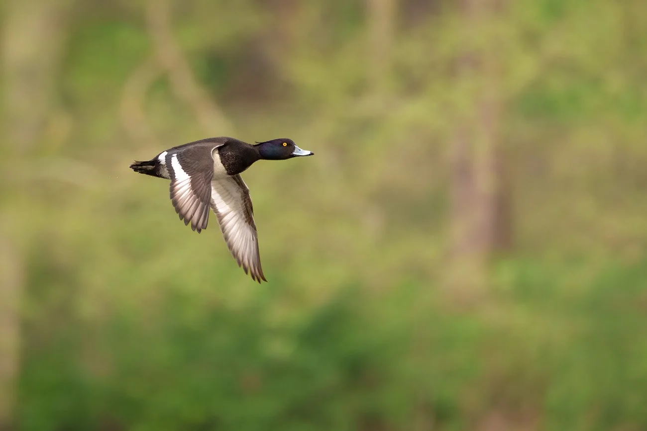 Male tufted duck in flight with black-and-white plumage against a green background.