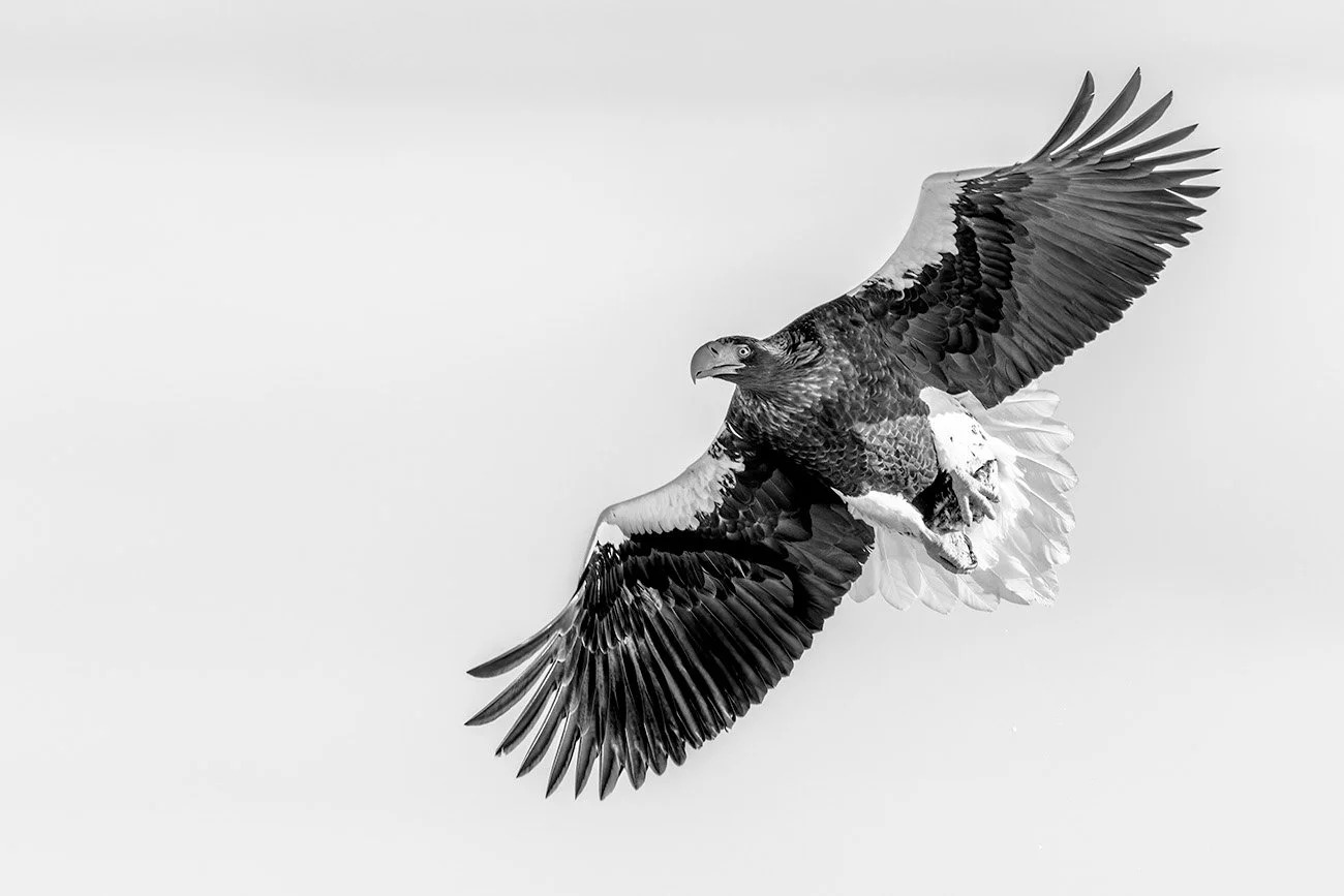Steller's sea eagle flying with a fish in its talons, black-and-white image against a pale sky.