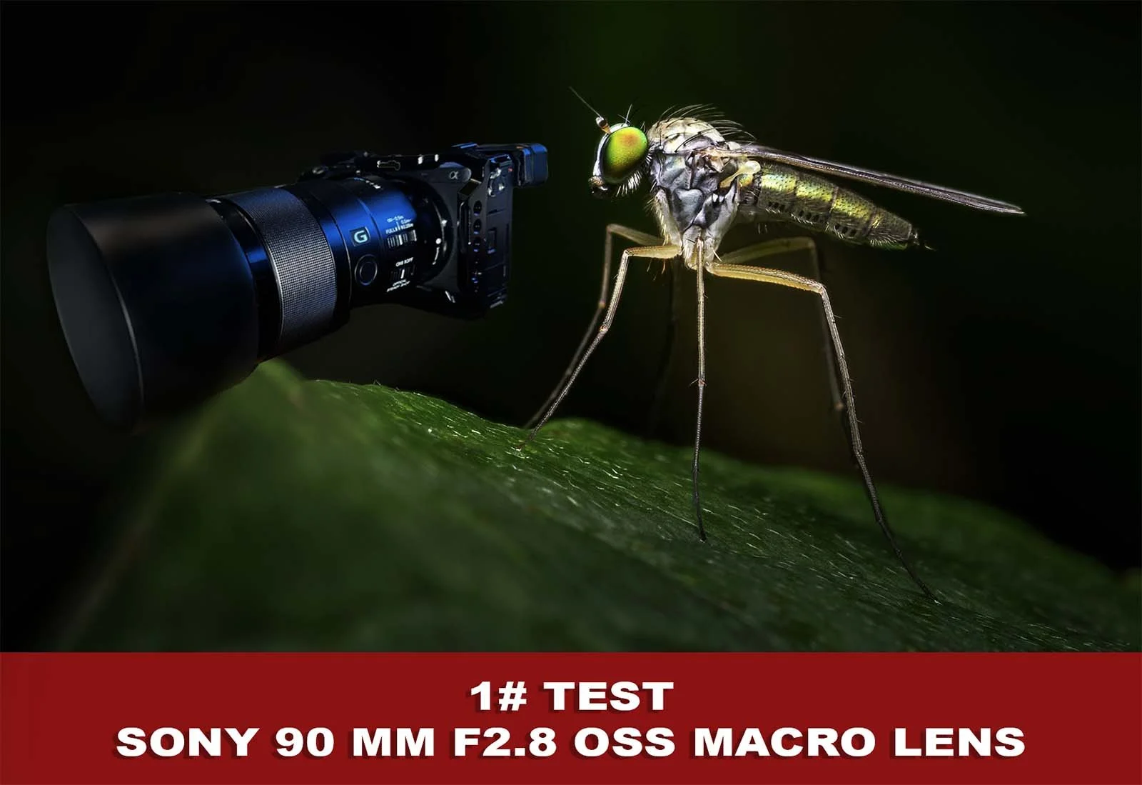 Promotional graphic showing a camera with Sony 90mm macro lens and an oversized robber fly.