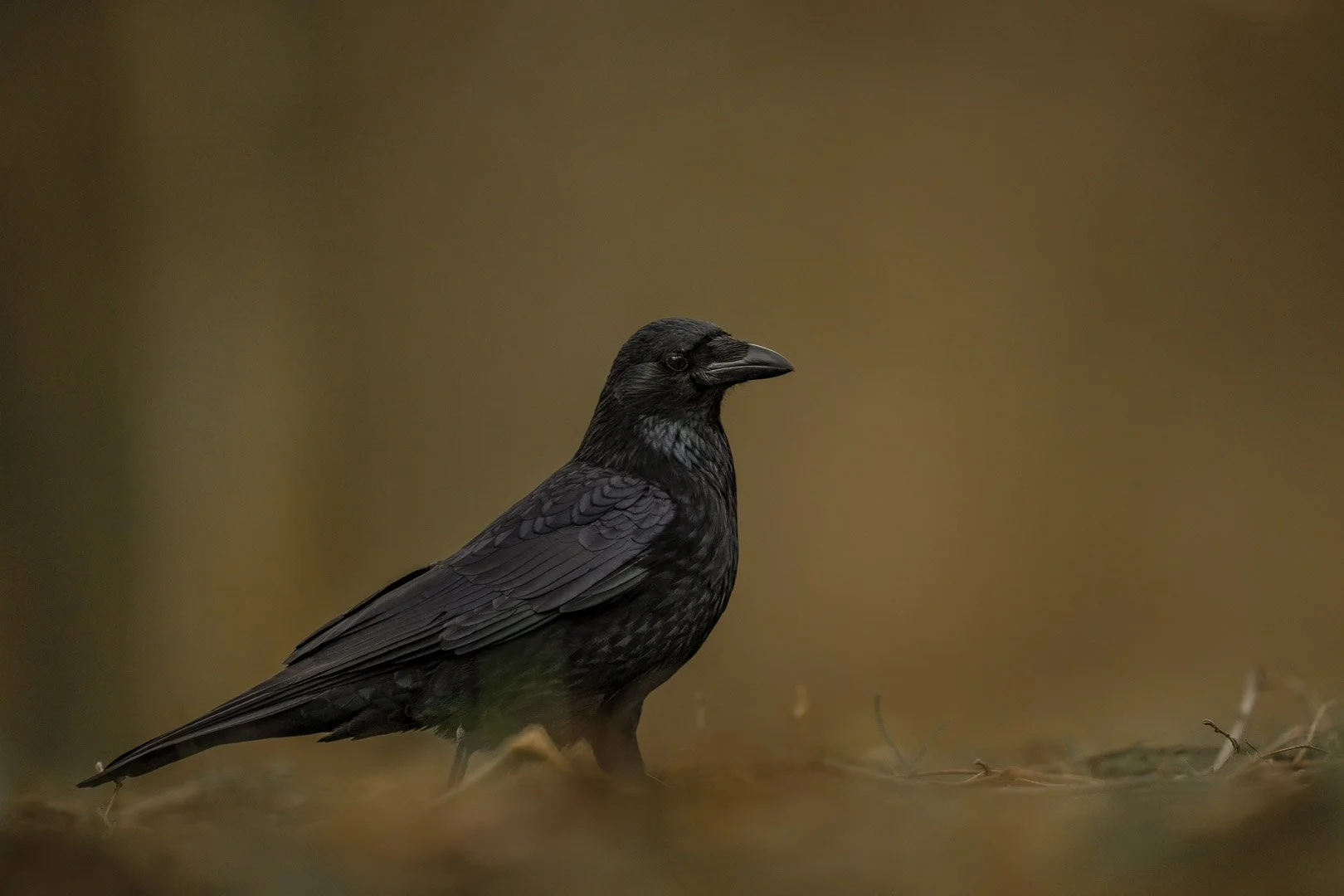 Common raven in profile on the ground, plumage with a greenish-violet sheen.