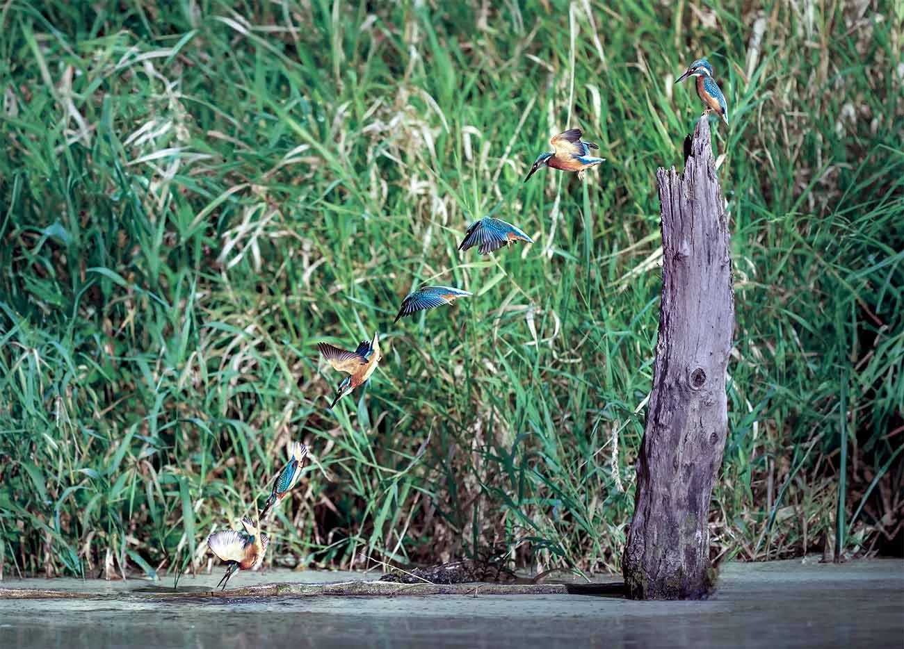 Six phases de vol superposées d'un martin-pêcheur plongeant dans l'eau.