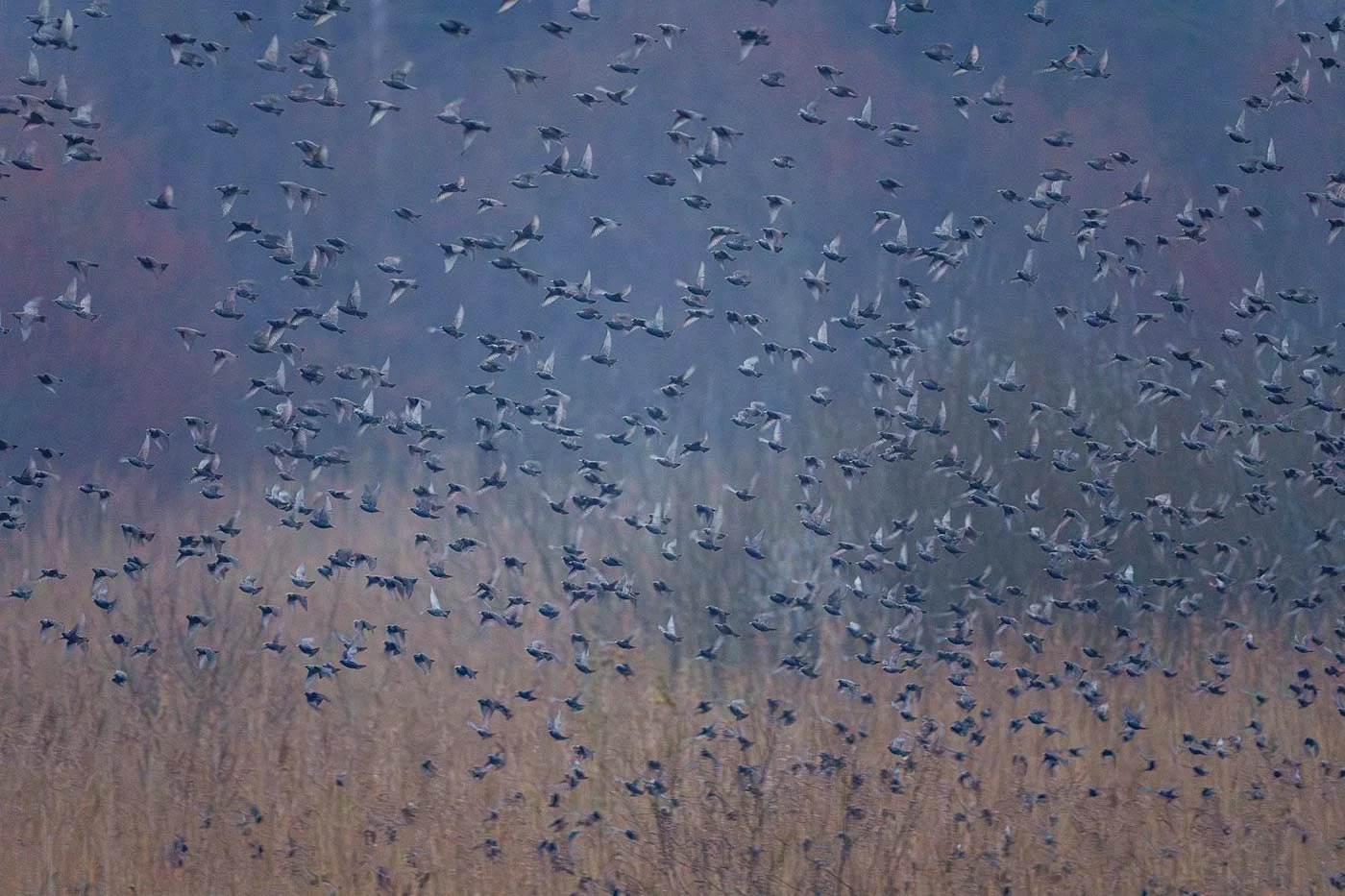 Starlings at the morning in the reeds when taking off