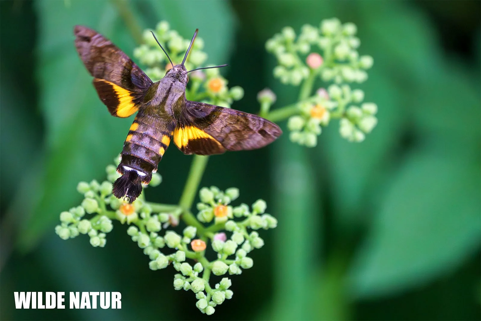 Taubenschwänzchen (Macroglossum stellatarum) im Schwirrflug vor einer Blütendolde.