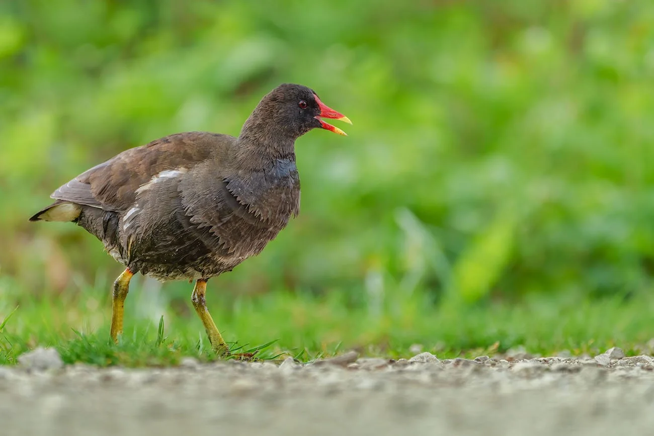 An adult moorhen (Gallinula chloropus) with dark brown plumage and a red bill walking on grass.