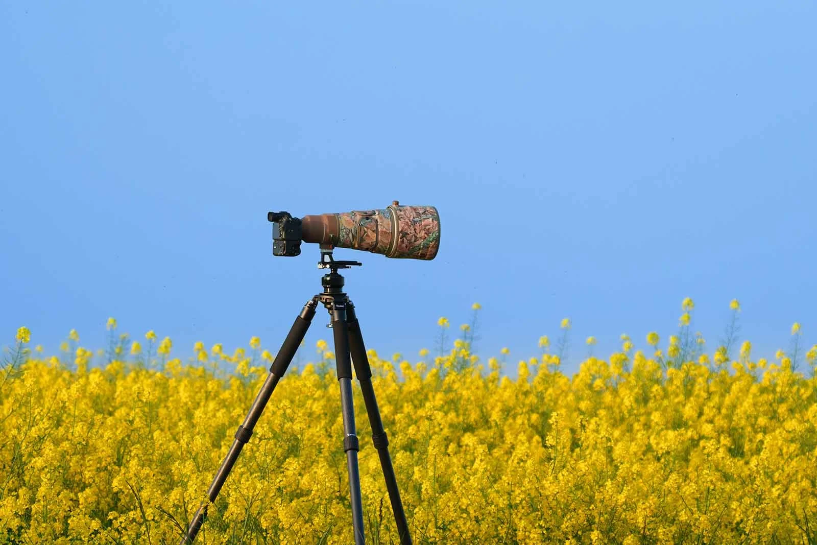 Camera with telephoto lens on a tripod standing in a yellow flower field.
