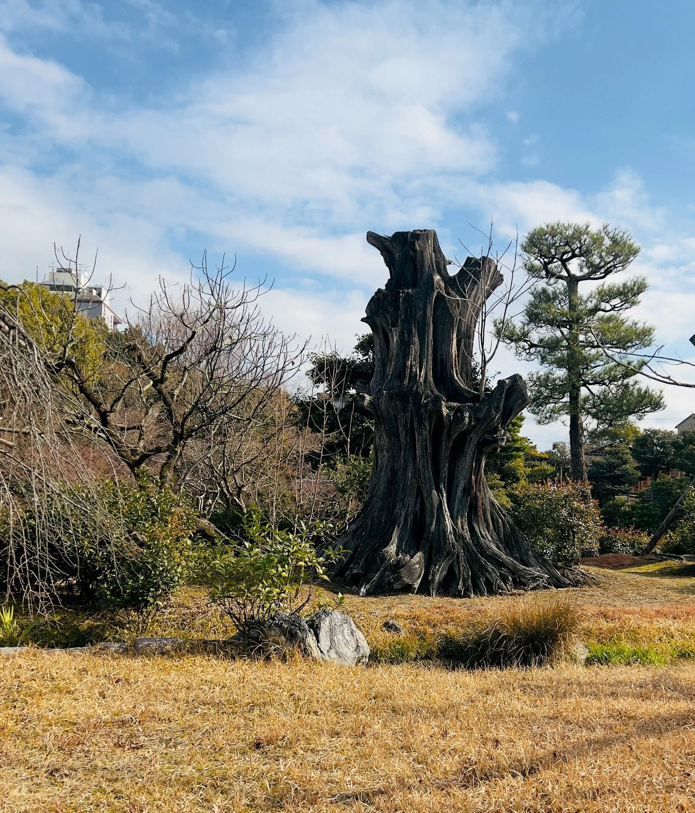 Gnarled old tree stump in Shōsei-en Garden, Kyoto, against a blue sky.