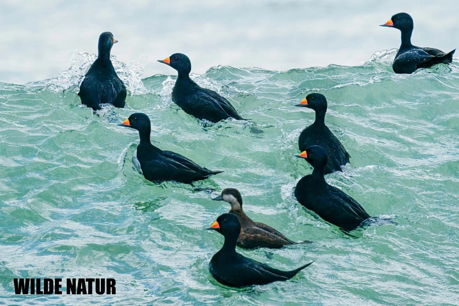 波の立つ海を泳ぐ、ヨーロッパクロガモ(Melanitta nigra)の群れ。