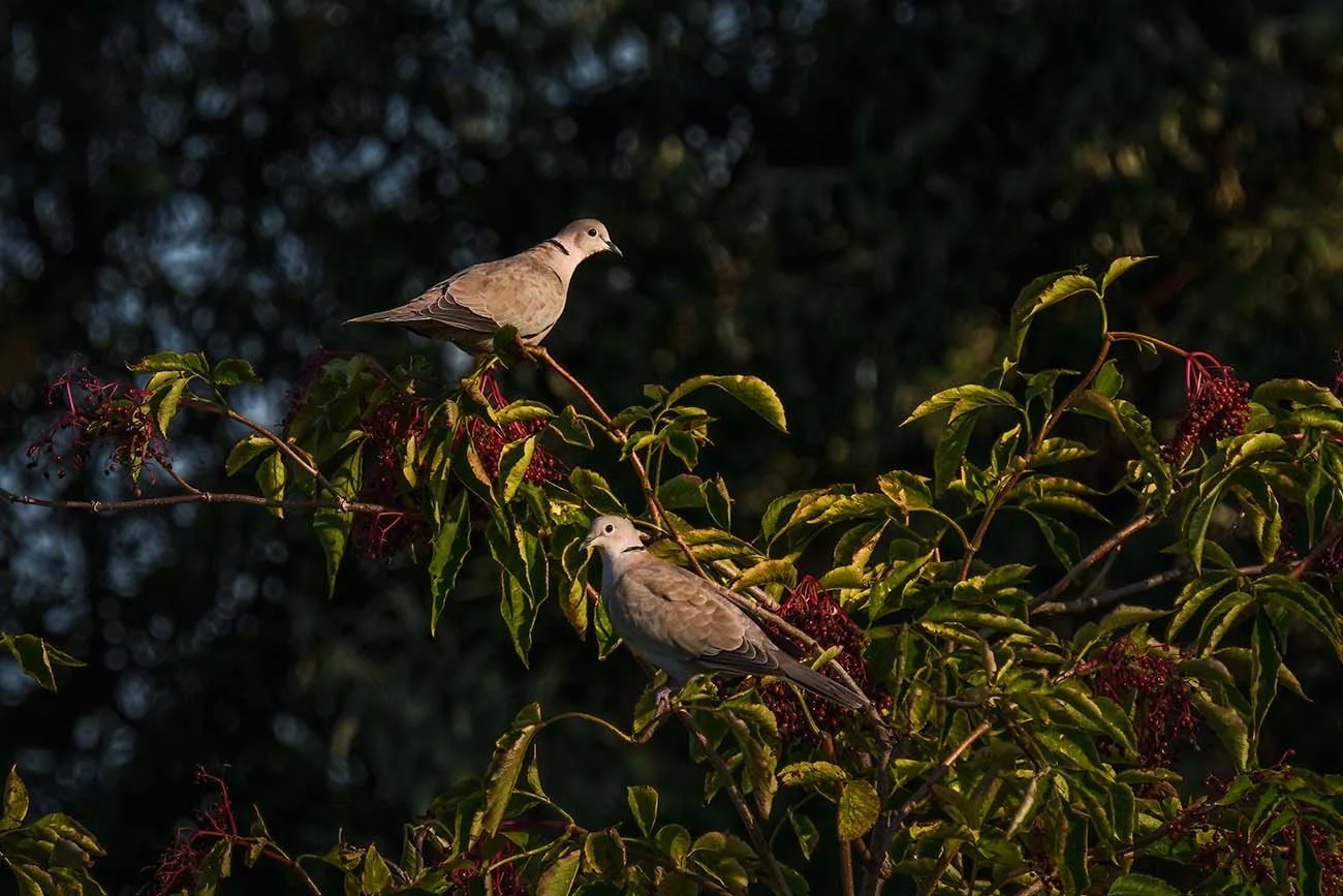 Zwei Türkentauben (Streptopelia decaocto) sitzen in einem Holunderstrauch im Abendlicht.