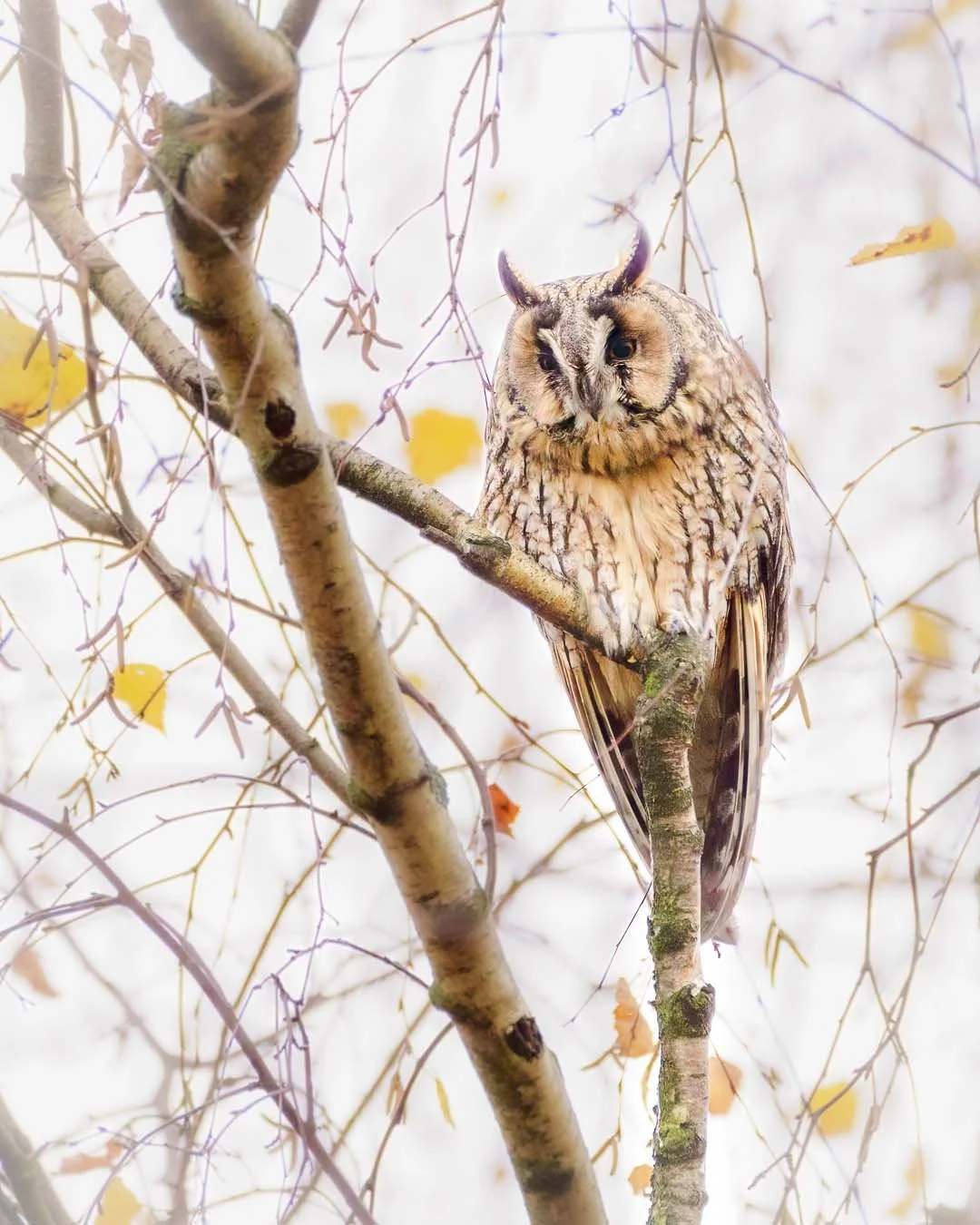 Waldohreule (Asio otus) mit aufgestellten Federohren sitzt auf einem Birkenast im Herbst.