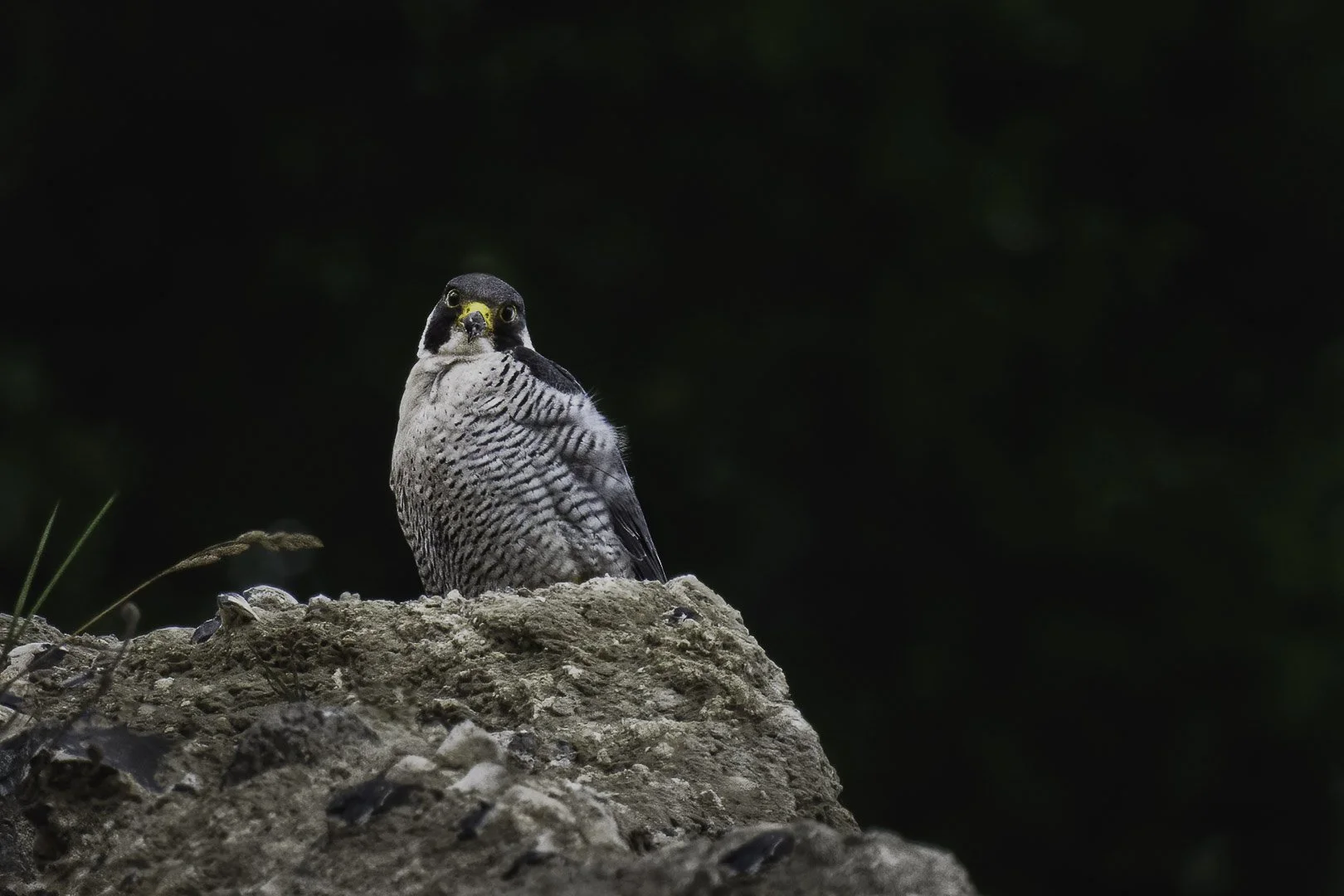Peregrine Falcon (Falco peregrinus) - Sony a 7 III Sony 200 - 600 mm + TC 1.4 f9 - 840 mm