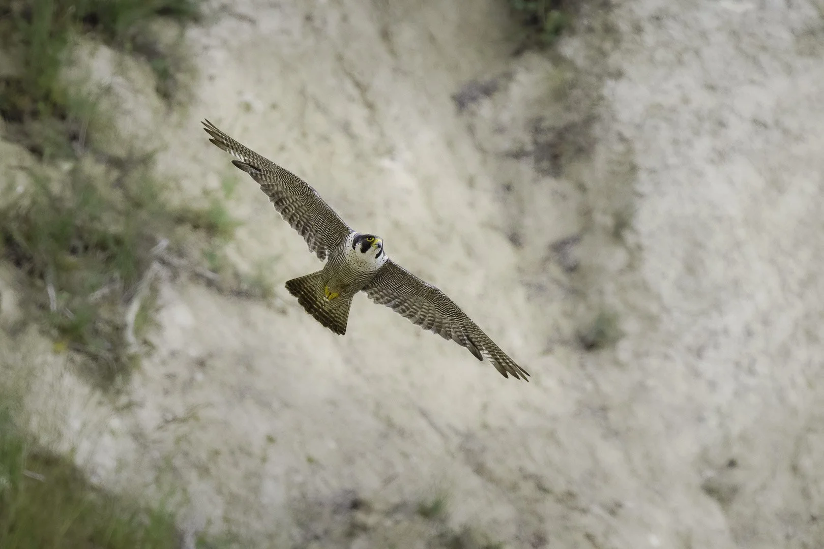Peregrine Falcon (Falco peregrinus) - Sony a 7 III Sony 200 - 600 mm + TC 1.4 f9 - 840 mm