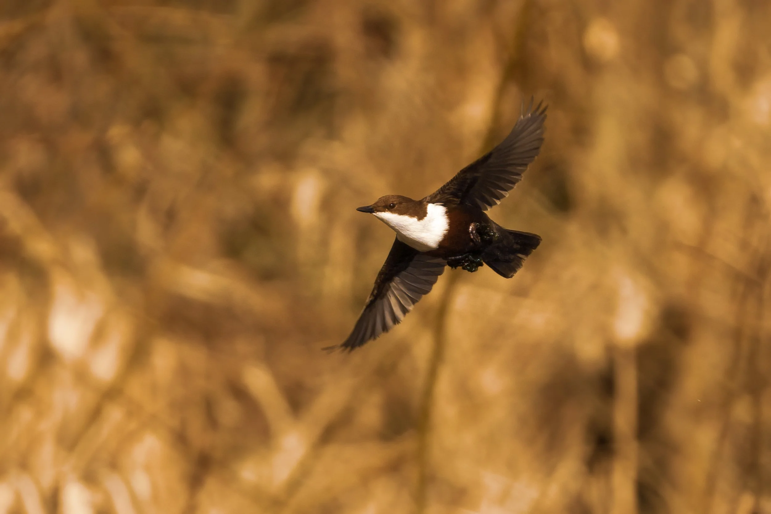 Wasseramsel (Cinclus cinclus) im Flug über einem Bach im Allgäu, Bayern.