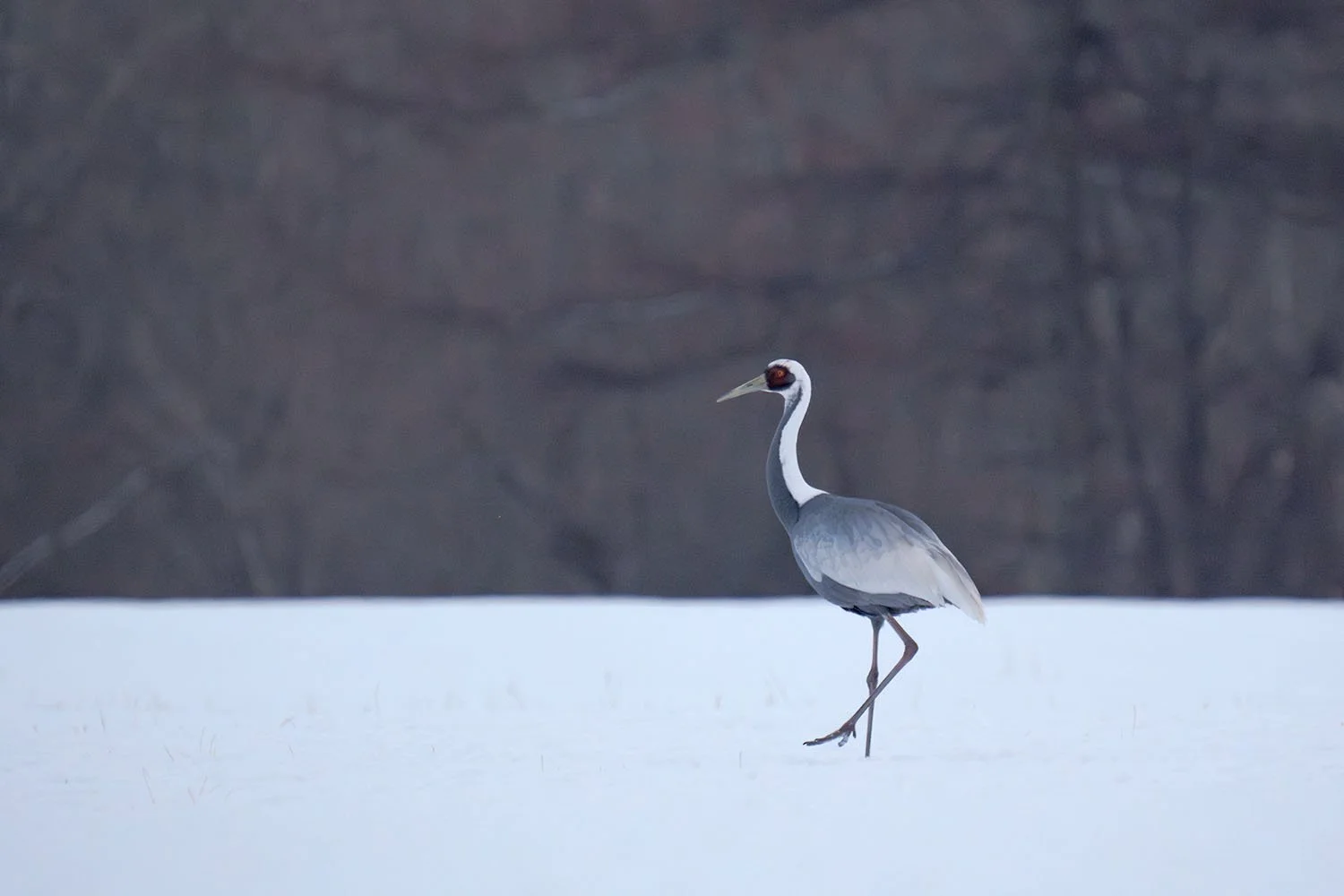 White-naped Crane with red facial patch walking across snow against a dark forest backdrop.