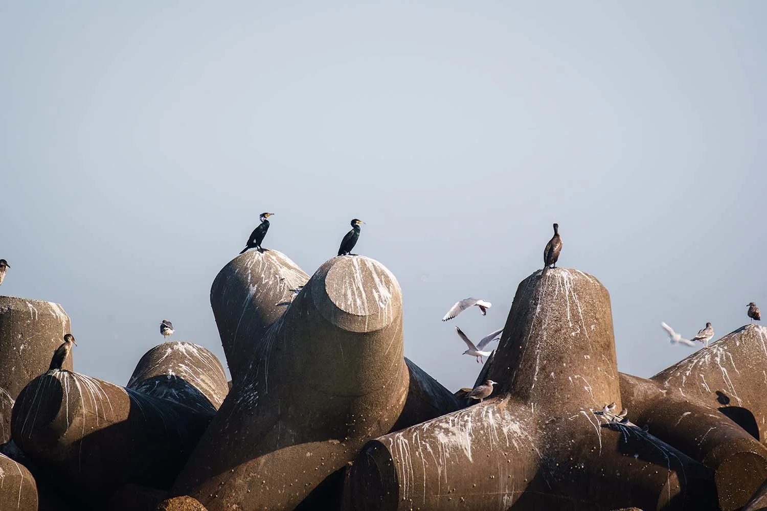 Cormorants perched on concrete breakwater blocks with gulls flying past in the background.