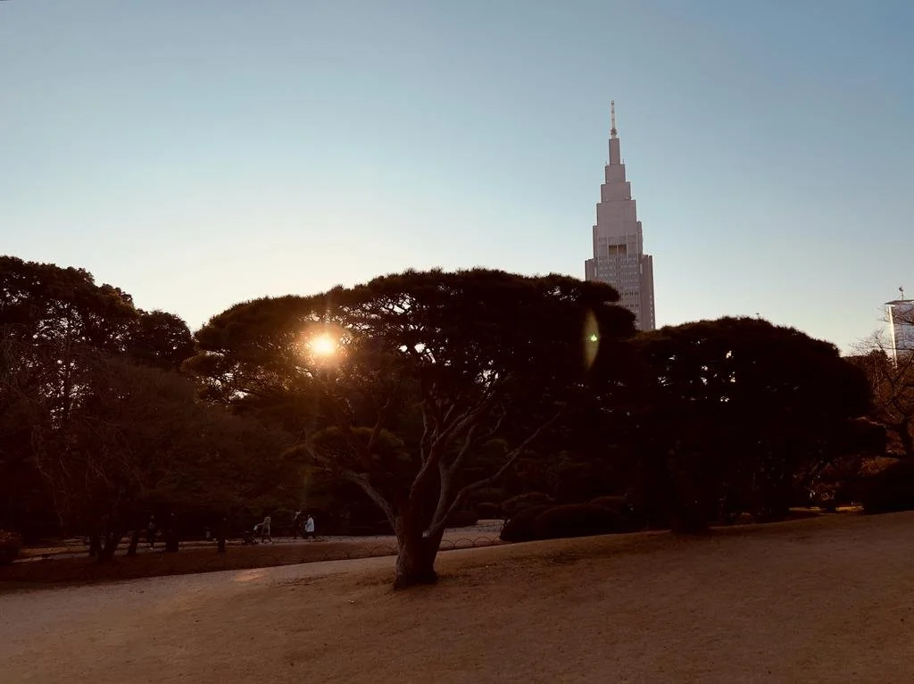 Sunset glinting between park trees with a skyscraper silhouette in the background, Japan.