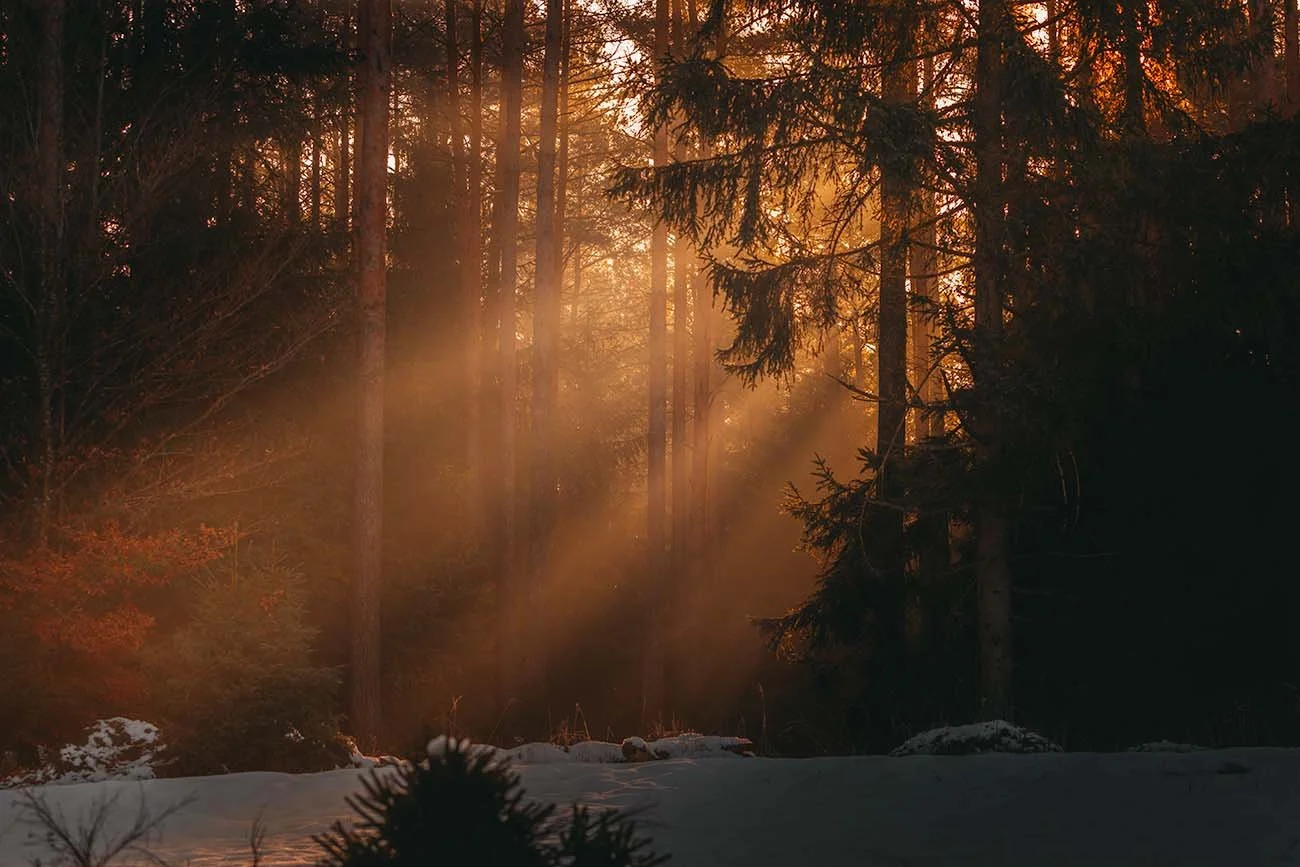 Sunbeams pierce a snow-covered conifer forest in winter light.