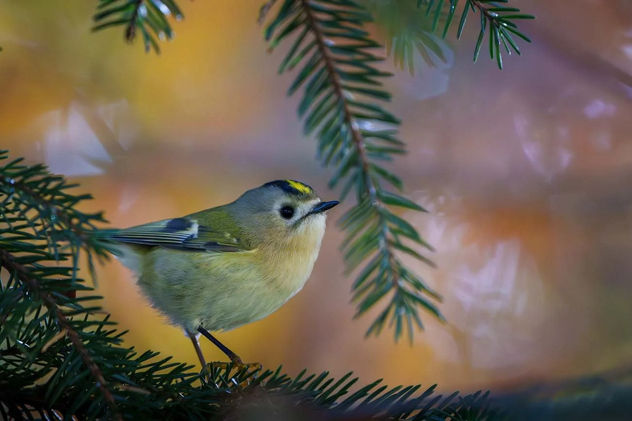 Goldcrest with yellow crown stripe perched on a spruce branch.