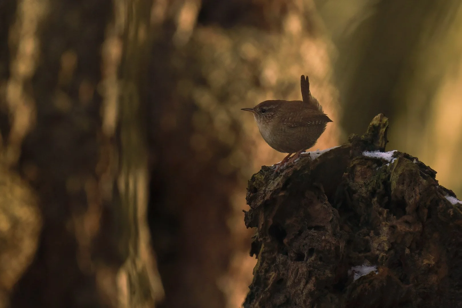 Wren (Troglodytes troglodytes) - Image taken in Bavaria, Germany