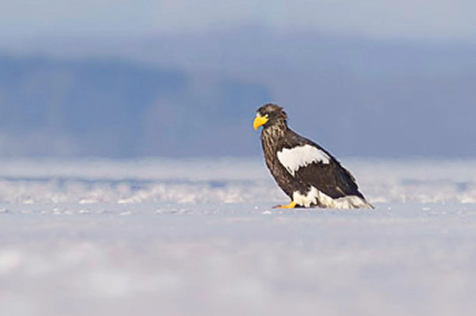 Steller's sea eagle with orange beak standing on an ice sheet.