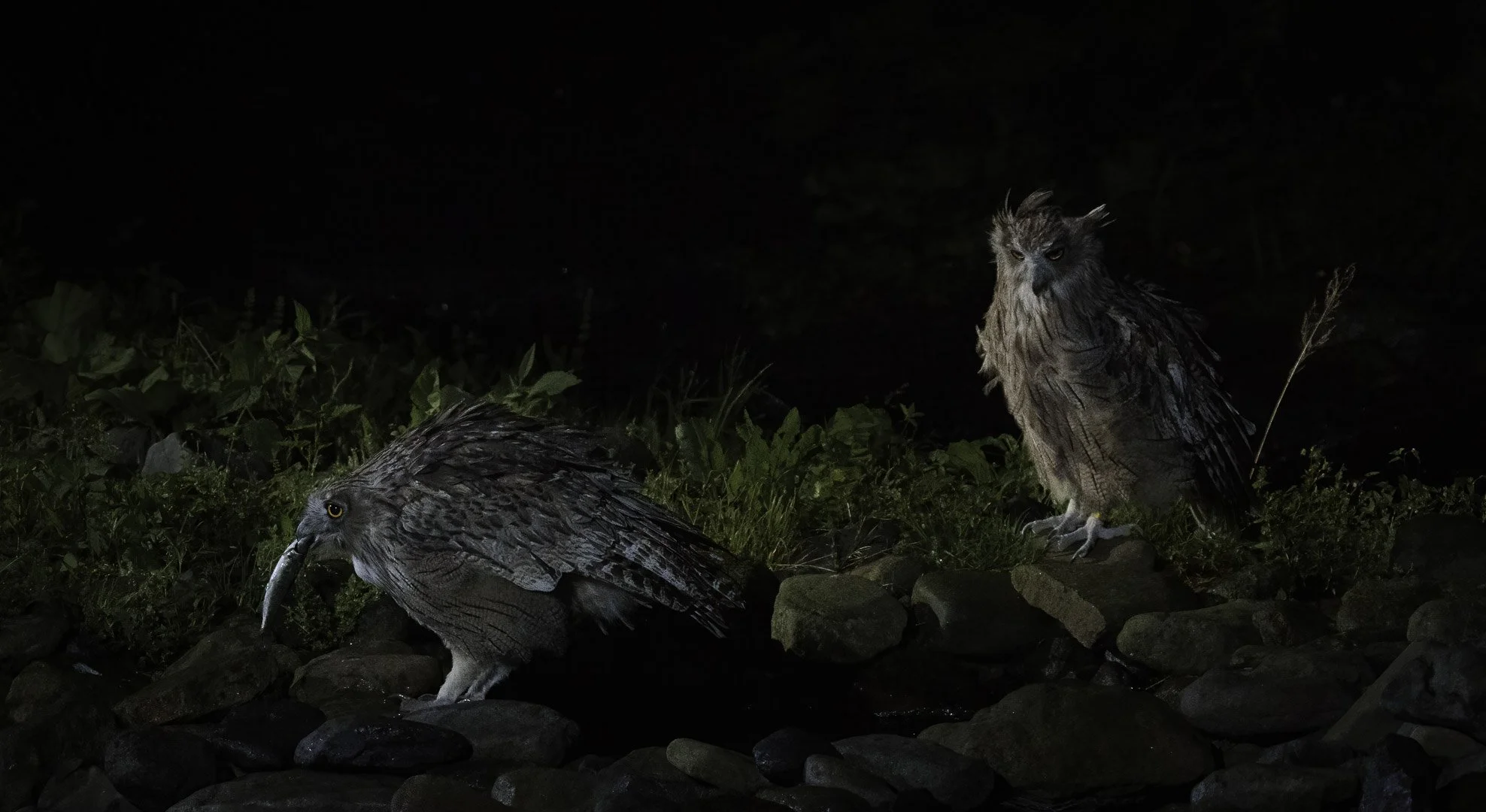 Two Blakiston's fish owls on a riverbank at night, one holding a fish.
